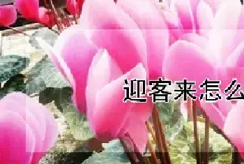 迎客来怎么养殖