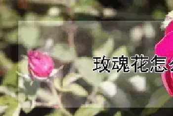 玫魂花怎么养