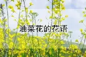 油菜花的花语