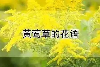 黄莺草的花语