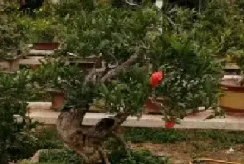 花卉果蔬盆景 | 盆栽石榴冬天会开花吗