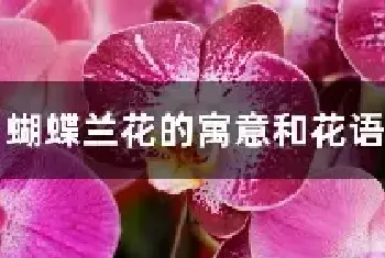 蝴蝶兰花的寓意和花语