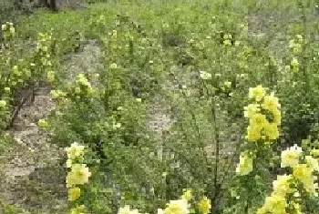 花卉果蔬盆景 | 黄刺玫的种植方法