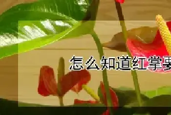 怎么知道红掌要长花了