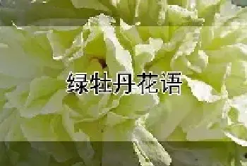 绿牡丹花语