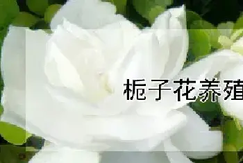 栀子花养殖方法