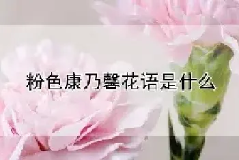 粉色康乃馨花语是什么