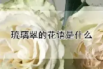 琉璃翠的花语是什么