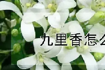 九里香怎么上盆