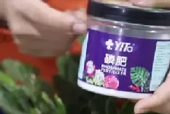 盆景养护管理 | 蟹爪兰生长缓慢不开花怎么办