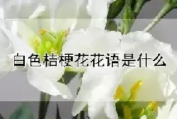 白色桔梗花花语是什么