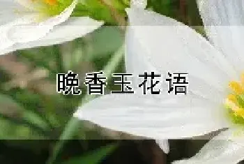 晚香玉花语