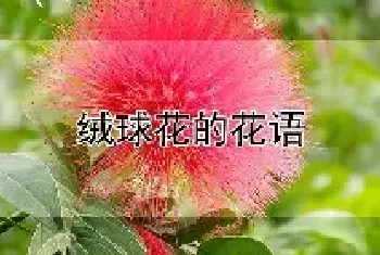 绒球花的花语