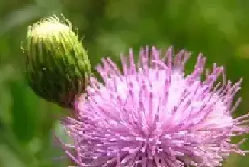 代表忧伤的花和花语（五）