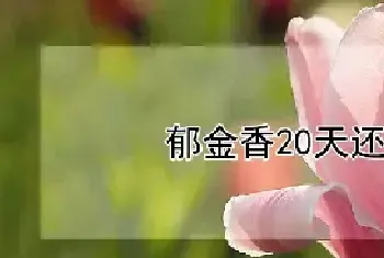 郁金香20天还没发芽