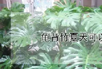 龟背竹夏天可以换盆吗