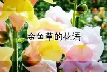 金鱼草的花语