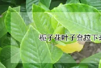 栀子花叶子耷拉下来怎么回事