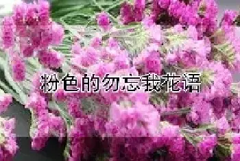 粉色的勿忘我花语