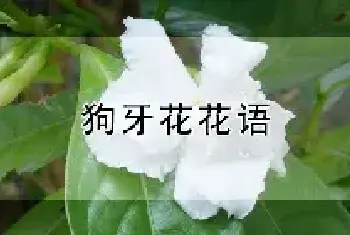 狗牙花花语