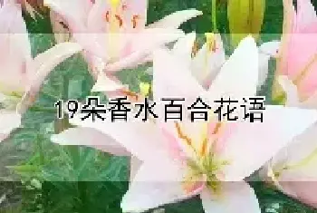 19朵香水百合花语