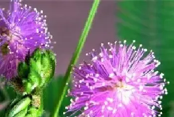 含羞草会开花吗 含羞草的花期花语