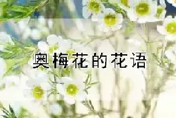 奥梅花的花语