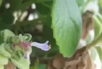 盆景养护管理 | 碰碰香会开花吗？如何让碰碰香开花？	