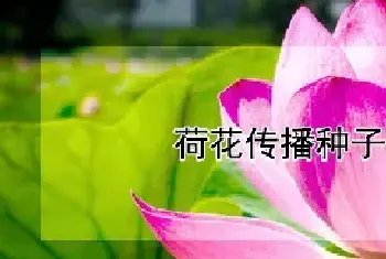 荷花传播种子的方法