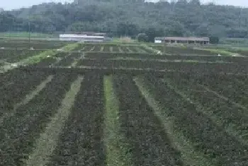 怎样解决农村土地流转纠纷？（麻阳县板栗树乡案例）