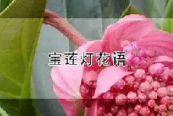 宝莲灯花语