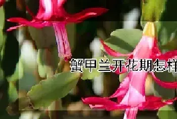 蟹甲兰开花期怎样浇水施肥