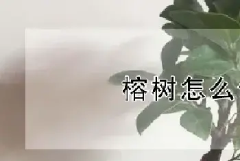 榕树怎么修剪