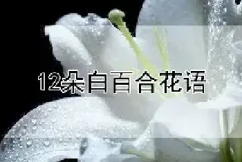 12朵白百合花语