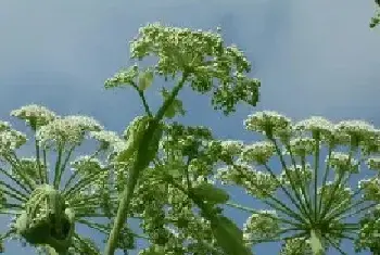 白芷，白芷的花语和传说