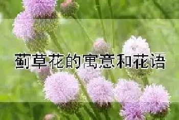 蓟草花的寓意和花语