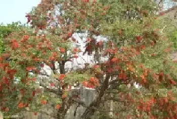 花卉果蔬盆景 | 盆栽串钱柳栽培技术