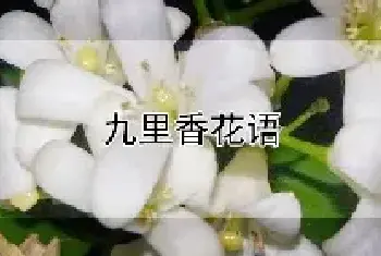 九里香花语