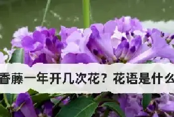 蒜香藤一年开几次花？花语是什么？