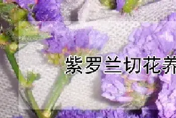 紫罗兰切花养护方法