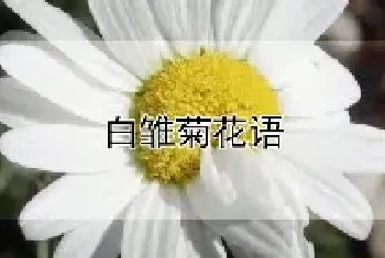 白雏菊花语