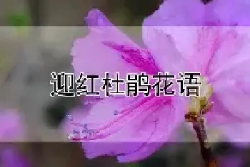 迎红杜鹃花语