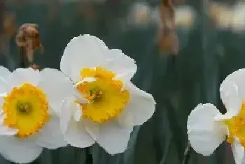 水仙花语是什么