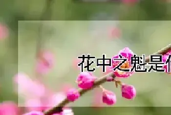 花中之魁是什么花