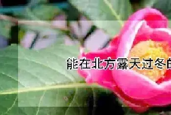 能在北方露天过冬的茶花品种