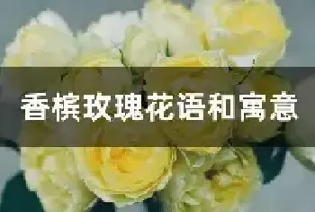 香槟玫瑰花语和寓意