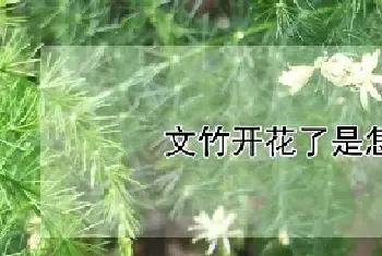 文竹开花了是怎么回事