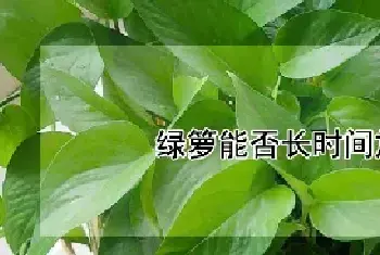 绿箩能否长时间放在卧室