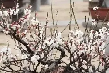 梅花的花语及传说，代表着坚强傲骨高雅