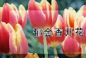 郁金香开花的时间